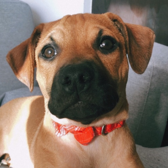 5/$20 Festive Plaid Dog Collar with Bow, Size Small - Picture 6 of 7